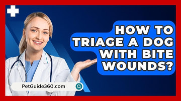 How To Triage A Dog With Bite Wounds? - PetGuide360.com