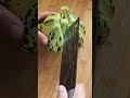 #CuttingMelon #RelaxingCuttingMelon #TrendingTikTok InfluencerHeart #satisfying #creativesurvival