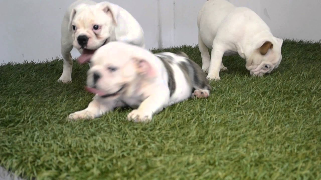 BULLCANES bulldog puppies for sale LONDON-ADAH-LAURA (2) puppy paradise