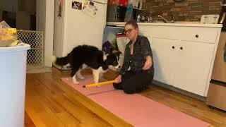 Quinnzel Intermidate Trick Dog by Diablo Tricks 106 views 2 years ago 2 minutes, 15 seconds