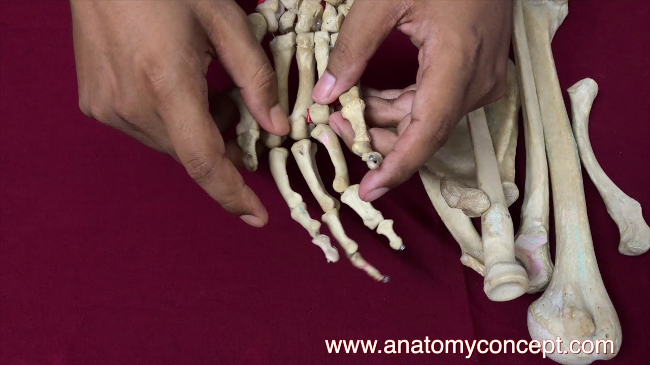 Human Anatomy | Bones of Upper Limb | Basic Video | Anatomyconcept