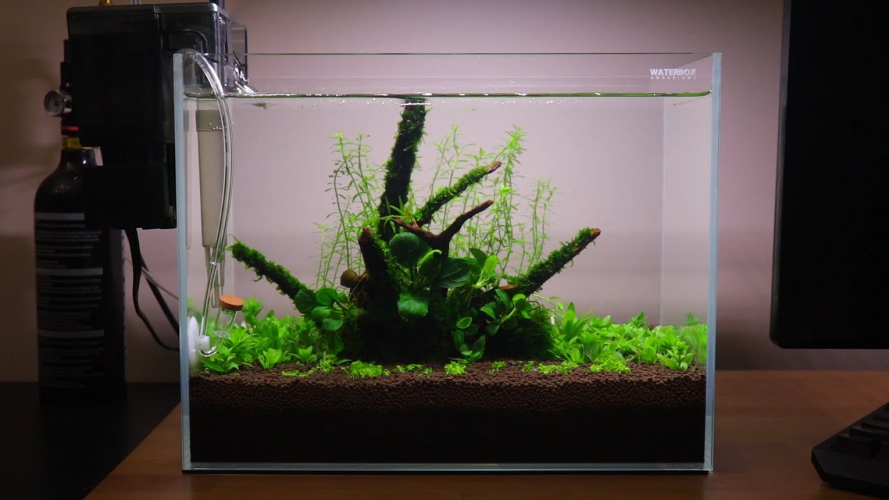 Minimalist Aquascape Setup! 