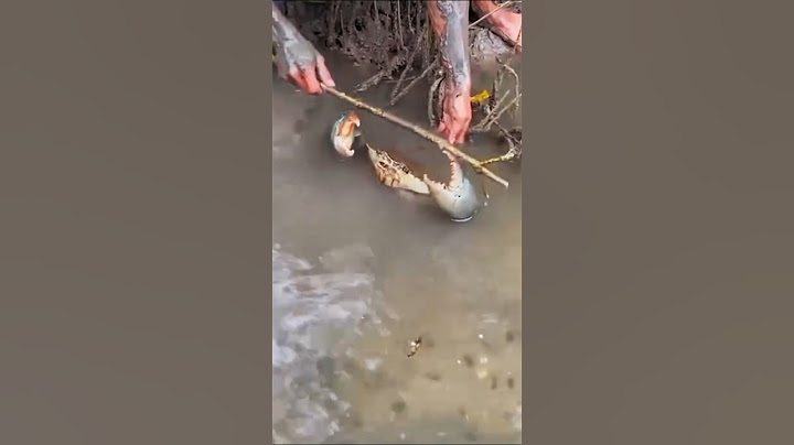 Tutorial cara menangkap kepiting di air #fish #kepiting  #tutorial