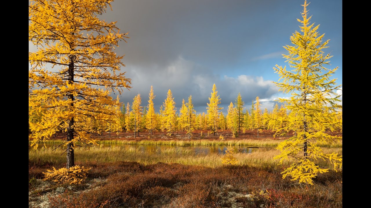 Хвойная красавица: ЛИСТВЕННИЦА!