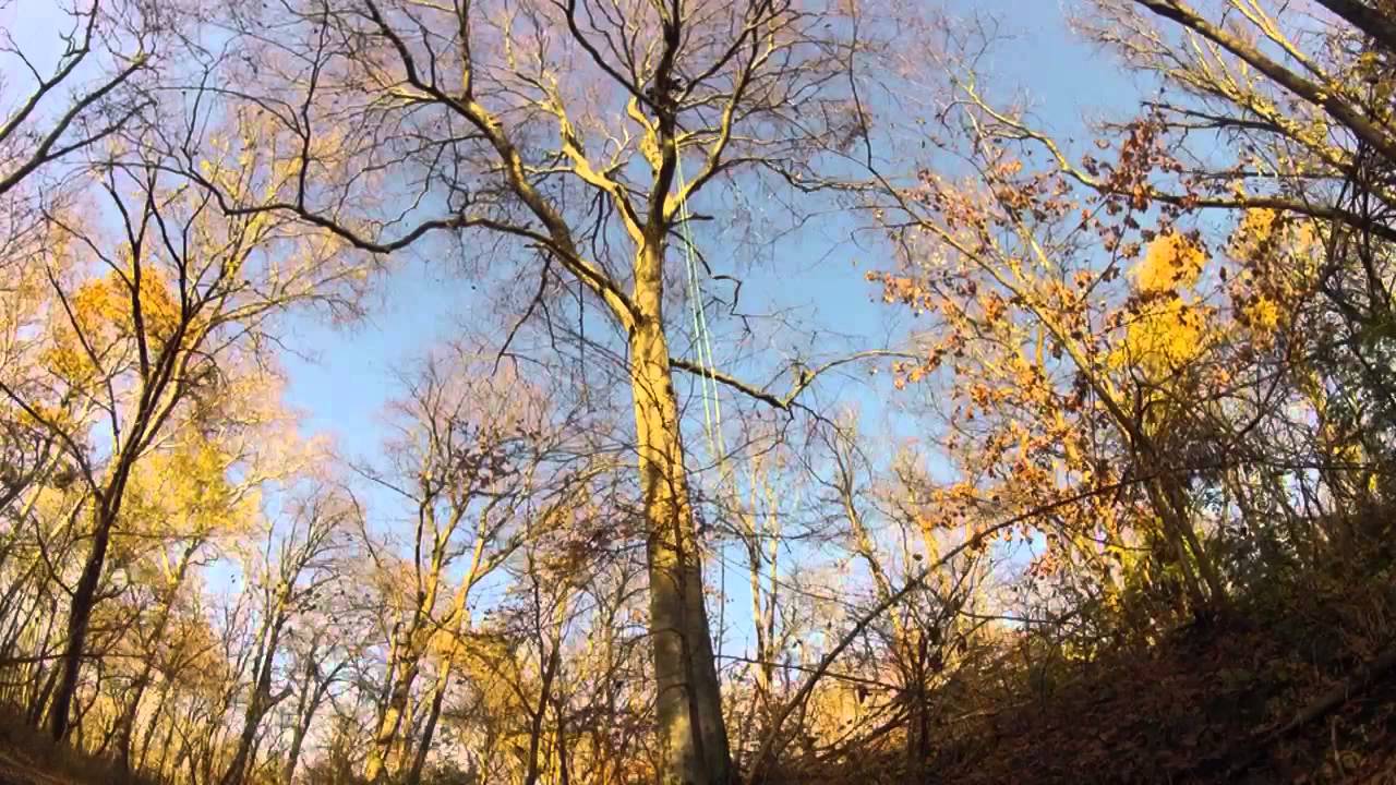 American Beech Climb timelapse