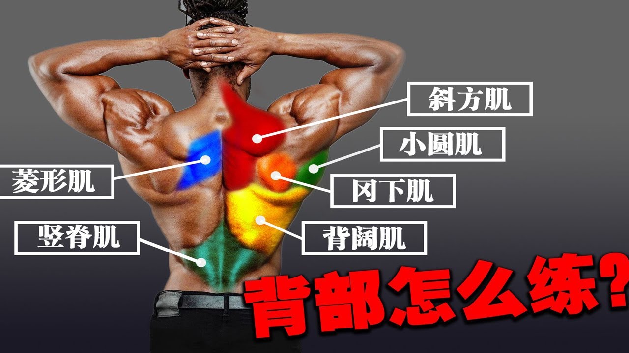 背阔肌怎么练?深度讲解背阔肌锻炼方法,让你清楚明白背阔肌怎么练丨How to train the latissimus dorsi ...