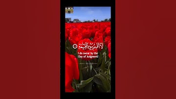 لا أُقسم بيوم القيامة            #تلاوةخاشعة #قرآن_كريم