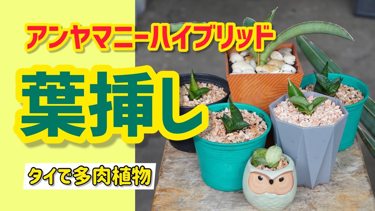 サンスベリア パテンス 斑入り byアンヤマニーガーデン サンセビリア サンスベリア パテンス 斑入り byアンヤマニーガーデン サンセビリア