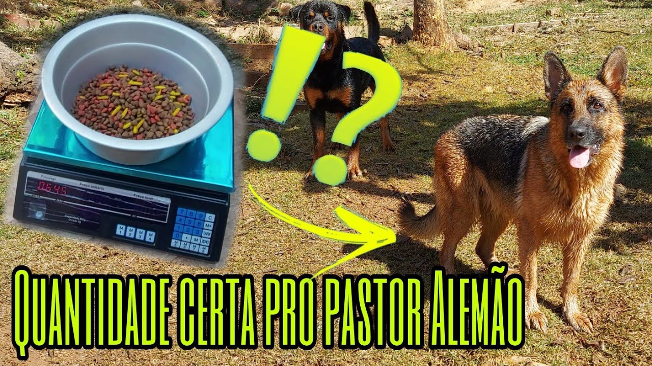 Qual a quantidade de ração que eu posso dar pro meu Pastor Alemão Fêmea