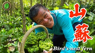 農村第6集 | 山蘇 | 樹子小魚乾 蔥薑醬拌麵 胡麻醬涼拌 | Bird&#39;s nest fern | 萍哥Pinger