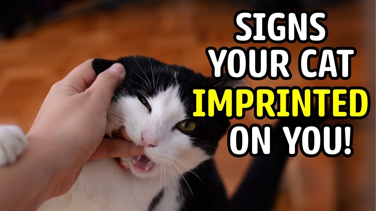 15 Signs Your Cat Considers You Its Mother – #7 Will Melt Your Heart!