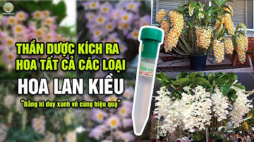 “Kích Kiều nở đồng loạt: Công thức giấu kín của nhà vườn!”