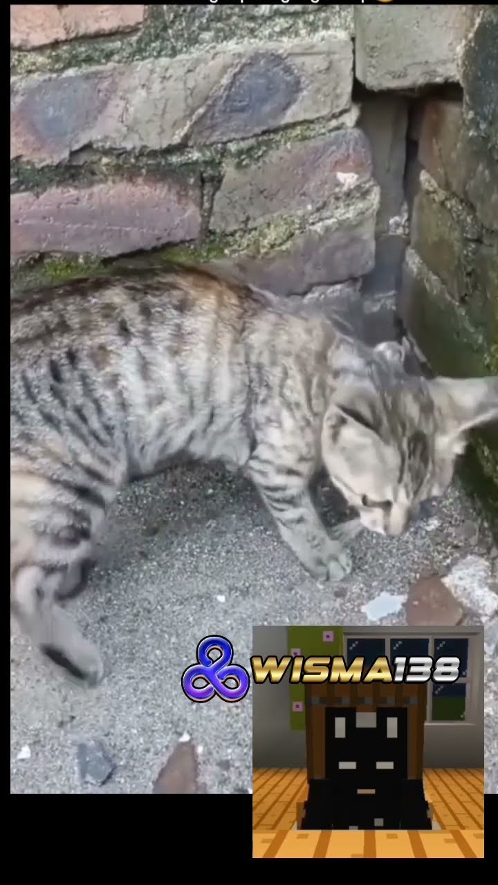 salah map #cat #wisma138 #slotgacorhariini #viral #shorts - YouTube