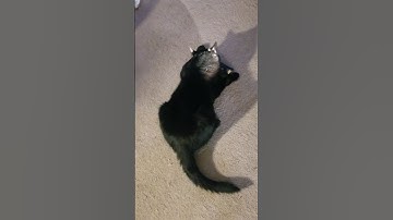 Sassy Calico & Black Kitty Cats On Catnip Being Silly