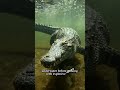 The Silent Killer Beneath the River | Inside the Hunt of a Nile Crocodile