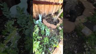 My relaxing garden. #relaxinggarden #gardendesignideas #gardenideas