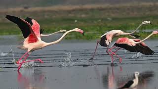 Flamingos