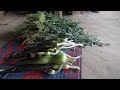 Nepali food named dido and banku/kapu///rural village nepal///