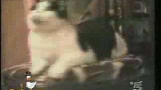Download Lagu Funny Cat from zulkbo Download Lagu Funny Cat from zulkbo