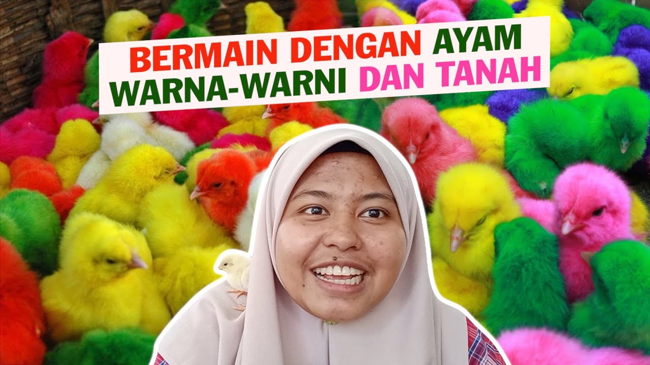 Bermain dengan Ayam  Warna  Warni  dan Tanah YouTube