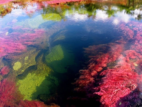 فيديو: كوكب مدهش: نهر كانيو كريستاليس متعدد الألوان