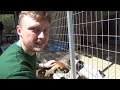 Life at a Nicosia dog shelter
