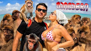 Რა Მოხდა Მაიმუნების Კუნძულზე ?