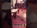 Jump scare edition 💯🫡 #cat #catshorts #funny #cute #reels