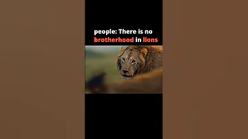 The Greatest Lion Brother In The History Viral Shorts Youtube Video 