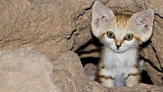 Adorable Species Of Cat, The Adults Are Kittens And The Kittens Are Also Kittens! by NΞXTA 17,083 views 5 years ago 2 minutes, 23 seconds