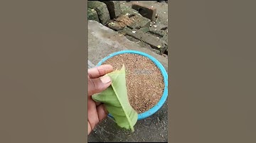 Growing Guava Tree from Guava Leaf.#trending #shorts #viral #1000subscriber #100k