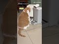 【餓鼠啦】橘貓時間觀念超驚人 「放飯前1分鐘」乖巧坐等｜橘貓｜飼料
