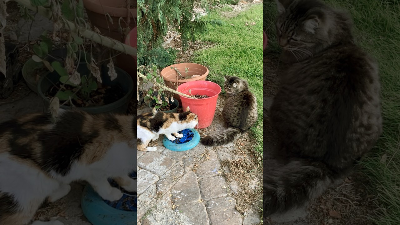 Cats in the yard 