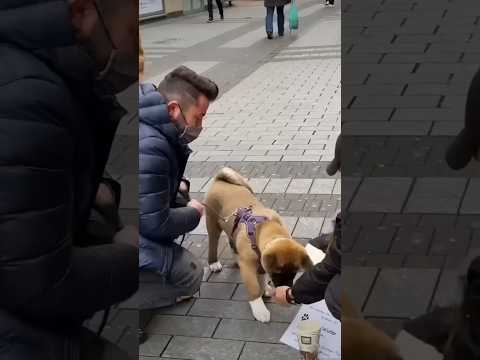 Video: Goede ideeën voor een Duitse herder