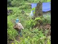 Chinese Kid In Jungle PT 3 | #shorts