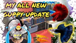 MY ALL NEW GUPPYS UPDATES||GUPPY BREEDING||SHRIMP FOR SALE.❤️