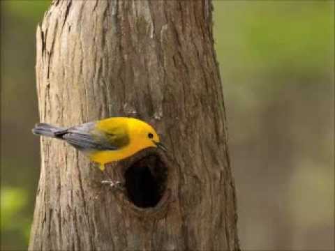 Video: Di mana warbler prothonotary tinggal?