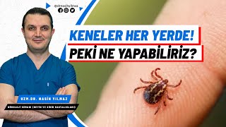 Hayati Tehlike Taşıyan Kene Isırığı Kkka Belirtileri Ve İlk Yardım