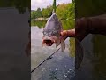 езеро Загорка, шарана остана изненадан. #fishing #carpfishing #carp #fish
