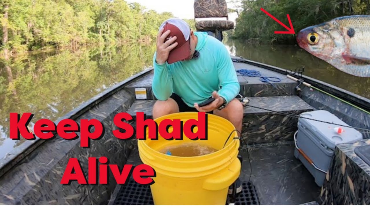 Keep Shad Alive? This water treatment works! YouTube