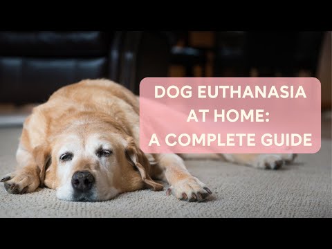 Vídeo: Dog Euthanasia: colocar um cachorro para dormir em casa