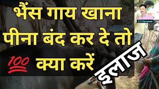 gai bhains khana chara dana nahin khati गाय भैंस की इस बीमारी का इलाज/ गाय भैंस की बीमारी की दवा