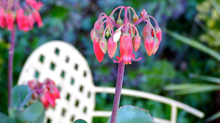 What a Southern CA Succulent Garden Looks Like in ...