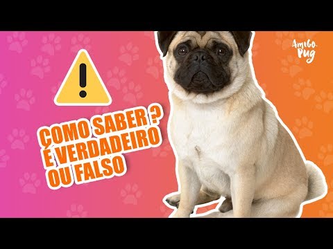 Vídeo: Como Escolher Um Filhote De Pug