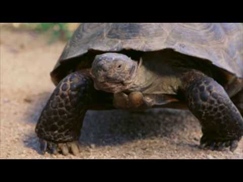 Vídeo: Vida de tartaruga. Idade da tartaruga. Tamanhos de tartaruga