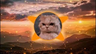 mr.kitty - after dark - ( 30 minutes )