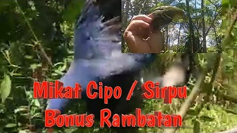 Mikat sirpu atau cipow.Bonus burung rambatan paruh merah bos kuhh