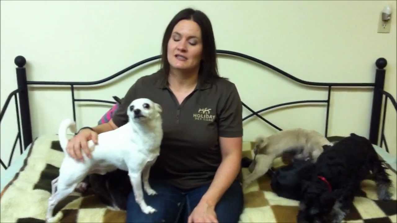 puppy paradise HPC Video Ezine - Dec 9, 2011