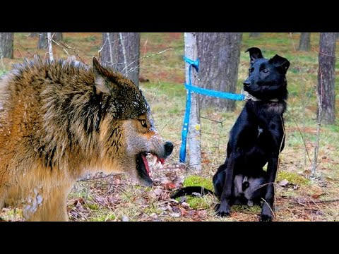 Video: Moska e Madhe: Fusha e përmbytjes së Filevskaya