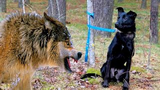 Sahibi köpeği ormana bıraktı. Ama sonra inanılmaz bir şey oldu!